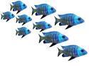 Veranstaltungsbild Druckwerkstatt: Fische und Meerestiere