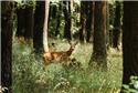 Veranstaltungsbild Wildtiere im Wald